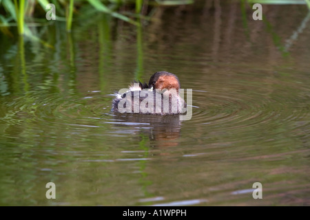 Tuffetto Tachybaptus ruficollis preening Foto Stock