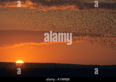 Per gli storni Sturnus vulgaris a roost marazion marsh rspb riserva tramonto Cornovaglia Foto Stock