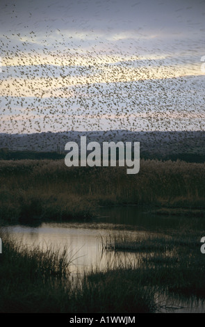 Per gli storni Sturnus vulgaris a roost marazion marsh riserva rspb Cornovaglia Foto Stock