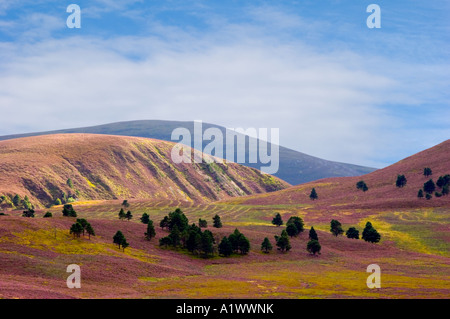 Alberi di pino e Heather scene della Scozia - Scottish heather paesaggio e cielo blu in alto moro o brughiera, Cairngorms National Park, Regno Unito Foto Stock