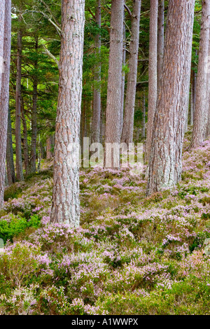 Caledonian foresta di pini, alberi, linee ed erica, Rothiemurchus, Speyside, Scozia Foto Stock