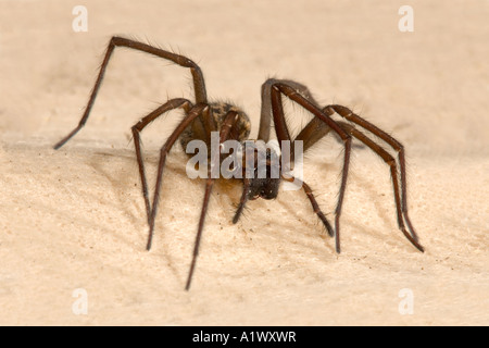 Spider, Tegenaria gigantea, close up Foto Stock