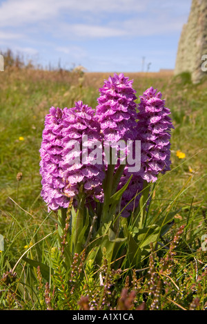 Dh Orchidea macchiata ORCHIDEE FLORA Dactylorhiza maculata mazzetto Orphir Orkney Foto Stock