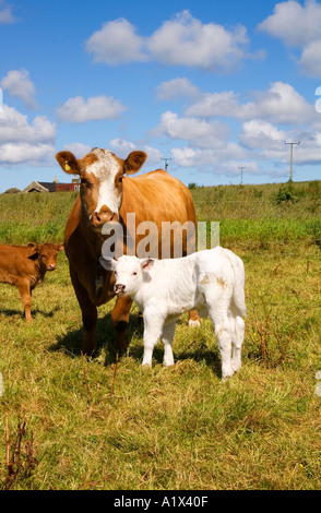 dh vitello BOVINO MUCCHE Regno Unito giovane vitello bianco appena nato Con la madre fattoria animale domestico cute vacca bambino croce Scozia due mucche Foto Stock