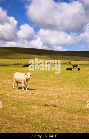 Dh bovini da carne di animali di allevamento campo collinare con vacche e vitelli il pascolo di bestiame Orkney Foto Stock