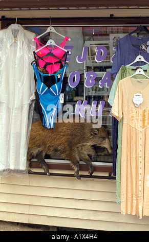 Side Walk vendita di vari articoli di abbigliamento tra cui animali imbalsamati. Chechocinek Polonia Foto Stock