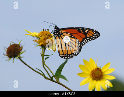 Un nuovo marchiato e liberato farfalla monarca su un fiore a Hammonasset parco dello stato del Connecticut tracking usa modelli di migrazione Foto Stock