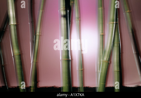 Composizione di bambù. Foto Stock
