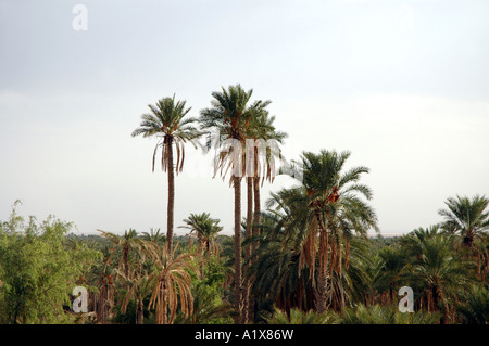 Data di piantagione di palme in Nefta città, Tunisia Foto Stock