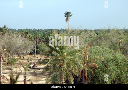 Data di piantagione di palme in Nefta città, Tunisia Foto Stock