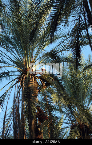 Stagione di raccolta sulla data di piantagione di palme in oasi Degache vicino a Tozeur, Tunisia Foto Stock