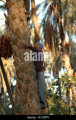 Stagione di raccolta sulla data di piantagione di palme in oasi Degache vicino a Tozeur, Tunisia Foto Stock