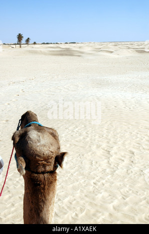 Tour sui cammelli a Douz oasi in Tunisia, il Deserto del Sahara Foto Stock