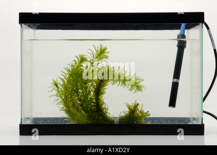 Sensore ossigeno dissolto e piante acquatiche Foto Stock