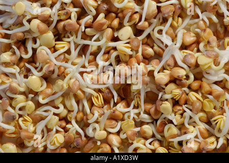 Ravanello Raphanus sativus, germogli di piantine germinate di recente Foto Stock