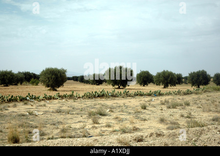 Sulla strada attraverso la Tunisia, olivi piantagione e di fichidindia recinzione Foto Stock