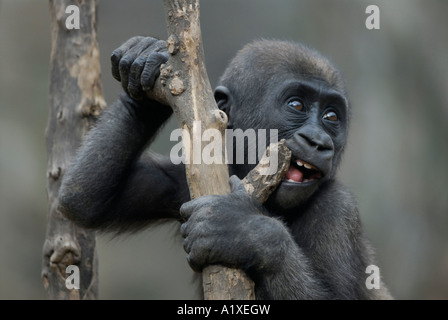 Giocoso baby gorilla di masticare su stick Foto Stock