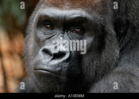Western pianura gorilla silverback maschio in cerca in telecamera Foto Stock