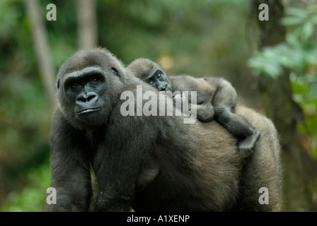 Gorilla madre con bambino equitazione sulla sua schiena Foto Stock