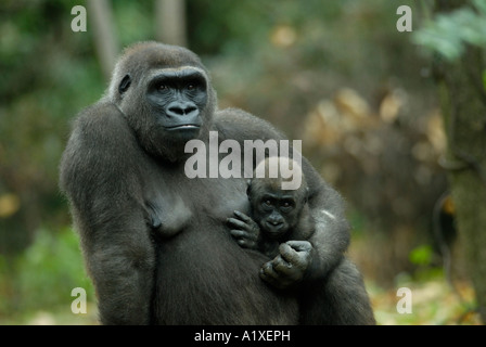 Madre gorilla di azienda che porta il suo bambino Foto Stock