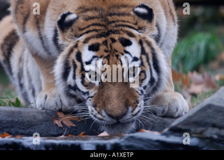 Tigre Siberiana di bere Foto Stock