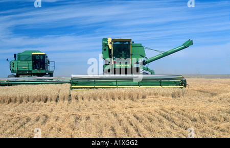 Combina il raccolto di frumento Foto Stock