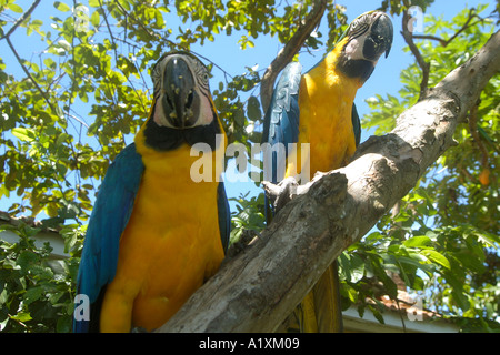 Coppia di pappagalli ara ararauna mangiare su un albero di mango sud del Pantanal Mato Grosso do Sul in Brasile Foto Stock