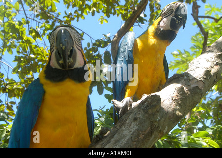 Coppia di pappagalli ara ararauna mangiare su un albero di mango sud del Pantanal Mato Grosso do Sul in Brasile Foto Stock