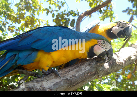 Coppia di pappagalli ara ararauna mangiare su un albero di mango sud del Pantanal Mato Grosso do Sul in Brasile Foto Stock