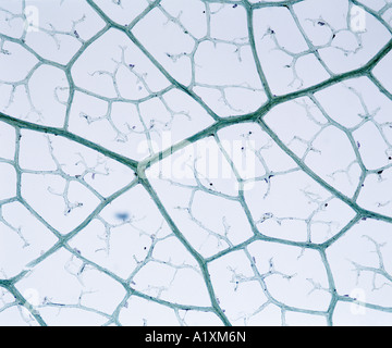 Venatura reticolare porzione della foglia di dicotiledone l'epidermide e MESOPHYLL sono rimossi lasciando LIGNIFIED parti di vene slitta Foto Stock