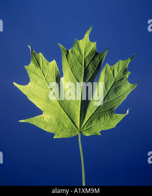 MAPLE, acero duro o acero di Rock (ACER SACCHARUM) PALMATELY LOBATE / STUDIO Foto Stock