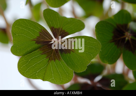 Quattro leafed Clover Trifolium spec Vierblaettriges Kleeblatt Vierblättriges Kleeblatt Gluecksklee Glücksklee Foto Stock