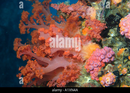 Morbido e coralli tubo Dendronephthya sp e Tubastrea sp Gato Isola del Nord Filippine Cebu Visayan Mare Foto Stock