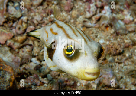 Striped puffer Arothron manilensis Gato Isola del Nord Filippine Cebu Visayan Mare Foto Stock