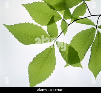 Di faggio o AMERICAN FAGGIO (FAGUS GRANDIFOLIA) SEMPLICE PINNATE venatura / STUDIO Foto Stock