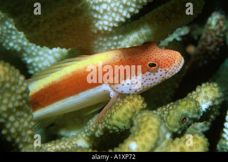 Blackside o freckeled hawkfish Paracirrhites forsteri Rongelap Isole Marshall N Pacific Foto Stock