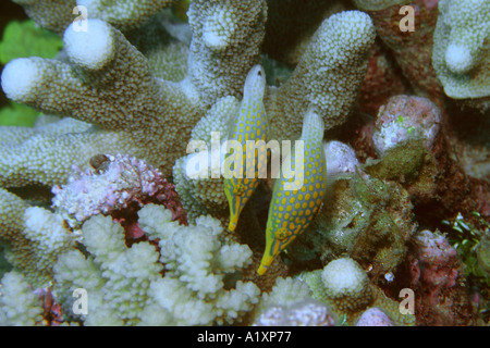 Coppia di longnose filefish Oxymonacanthus longirostris Rongelap Isole Marshall N Pacific Foto Stock