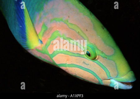 Scacchiera wrasse Halichoeres hortulanus Sunset reef Rarotonga Isole Cook Sud Pacifico Foto Stock