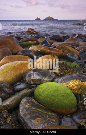 Round, alghe coperto ciottoli adornano la riva a sacerdoti Cove nel Cape Cornwall, Cornwall Foto Stock