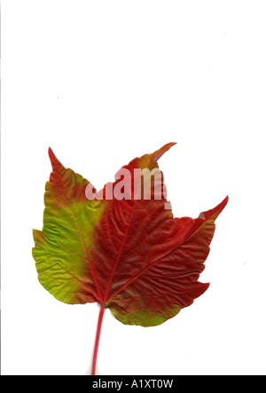 foglia rossa Foto Stock