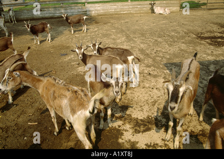 LAMANCHA E INCROCI capre Foto Stock