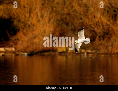 Aringa Gabbiano, Larus argentatus, sorvolando Duddingston Loch, Edimburgo, Scozia, Regno Unito, Europa Foto Stock