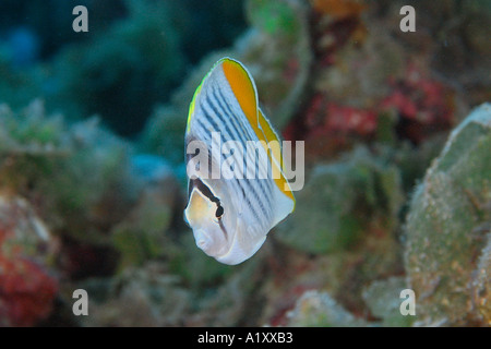 Merten Yellowback s butterflyfish Chaetodon mertensii Namu atollo delle Isole Marshall N Pacific Foto Stock