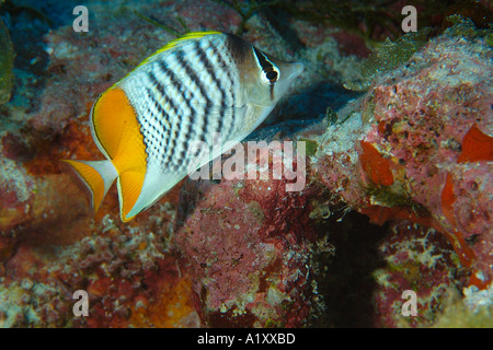 Merten Yellowback s butterflyfish Chaetodon mertensii Namu atollo delle Isole Marshall N Pacific Foto Stock