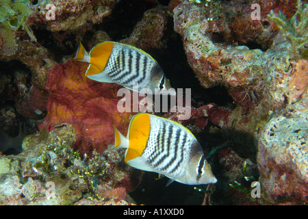 Coppia di Yellowback Merten s butterflyfish Chaetodon mertensii Namu atollo delle Isole Marshall N Pacific Foto Stock