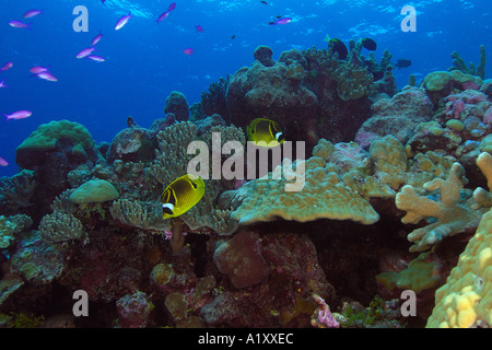 Coppia di Racoon butterflyfish Chaetodon lunula passando sulla barriera corallina Namu atollo delle Isole Marshall N Pacific Foto Stock