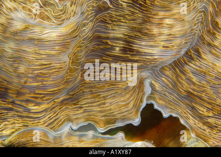 Il ferro di cavallo clam Hippopus hippopus mantello dettaglio Namu atollo delle Isole Marshall N Pacific Foto Stock