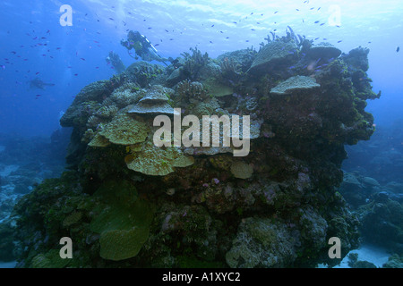 I subacquei esplorare una testa di corallo lobo principalmente coral Porites spp Namu atollo delle Isole Marshall N Pacific Foto Stock