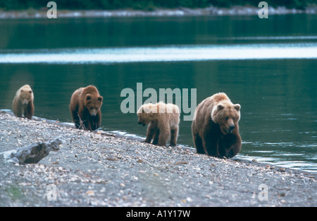 Braunbaer Mutter mit Jungen Grizzly Orso Bruno madre con i cuccioli Ursus arctos Katmai National Park Alaska USA Foto Stock