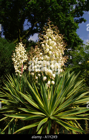 Yucca gloriosa variagata pugnale spagnolo Foto Stock